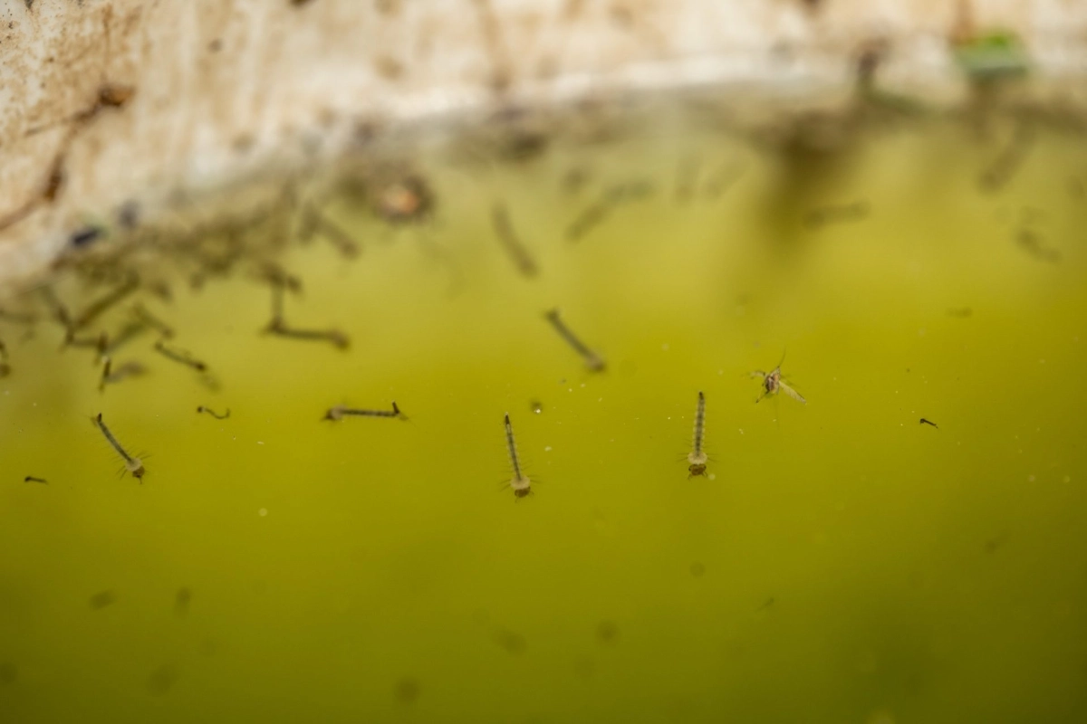 Control de larvas de mosquitos con Bti