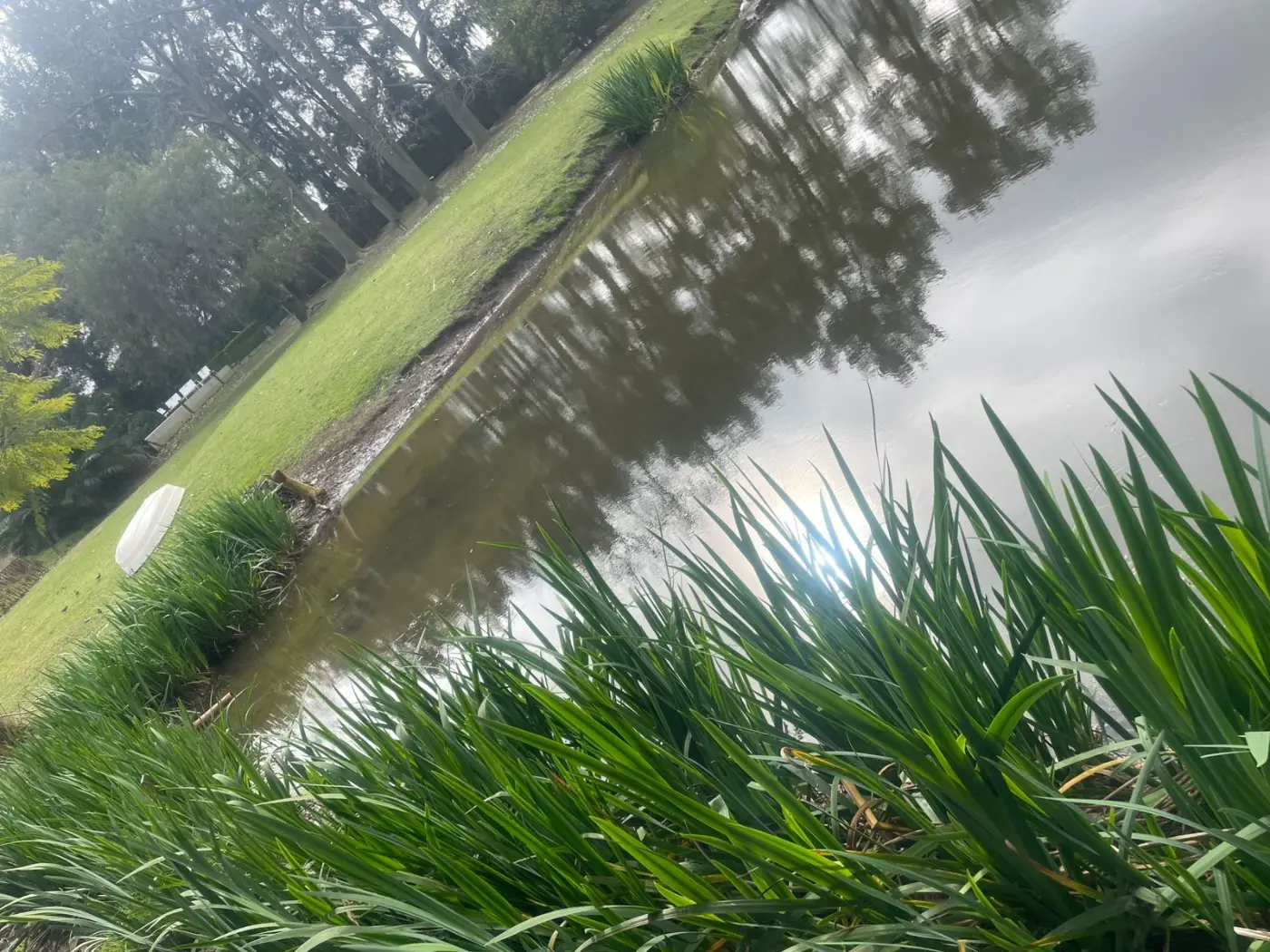 Costa de laguna con vegetación ribereña que protege el borde
